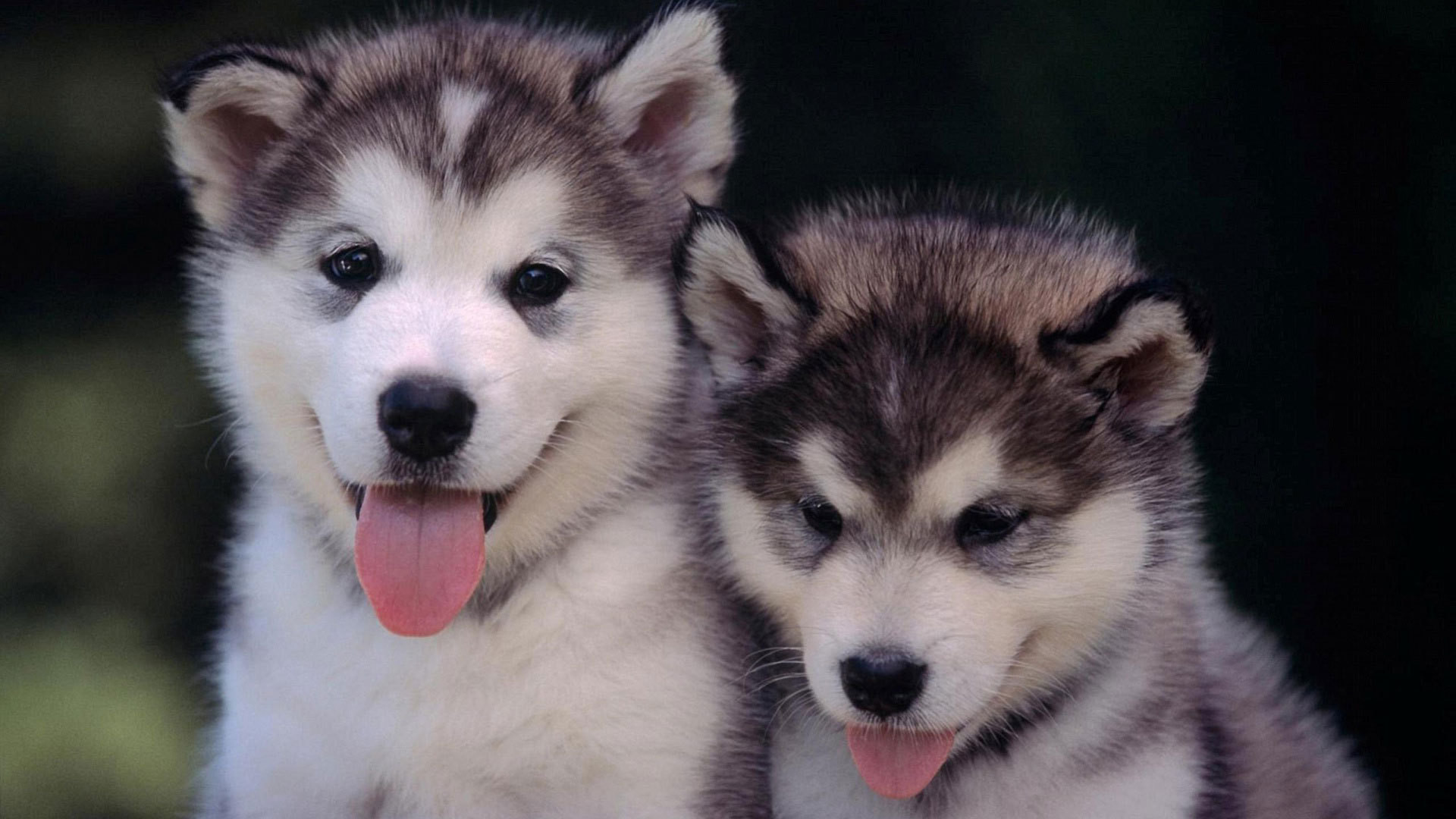 Siberian Husky Puppies Wallpaper 1 
 Data Src - Cool And Cute Dogs - HD Wallpaper 
