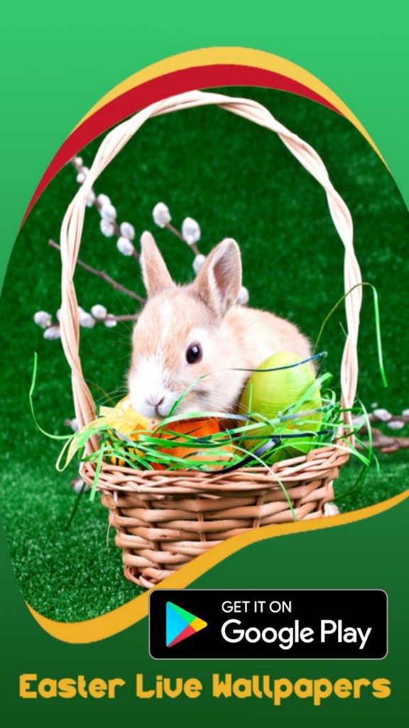 Domestic Rabbit - HD Wallpaper 