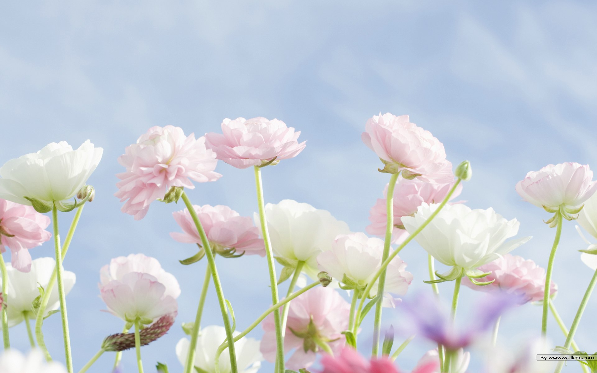 32 Sweet Wallpaper, Hd Quality Sweet Images, Sweet - Sweet Flower Wallpaper Hd - 1920x1200 Wallpaper 32 Sweet Wallpaper, Hd Quality Sweet Images, Sweet - Sweet Flower Wallpaper Hd - 1920x1200 Wallpaper