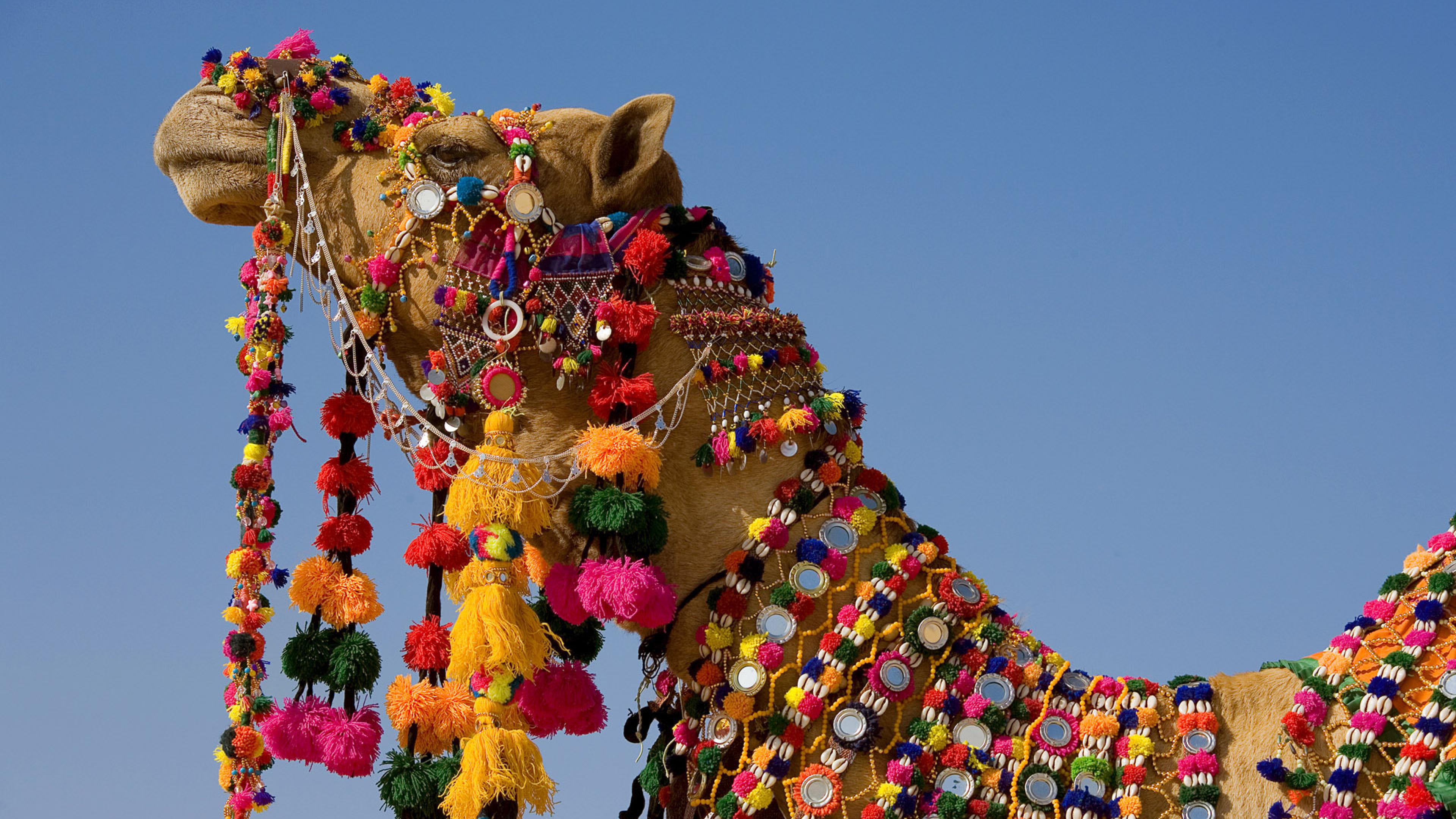 Rajasthan Camel - HD Wallpaper 