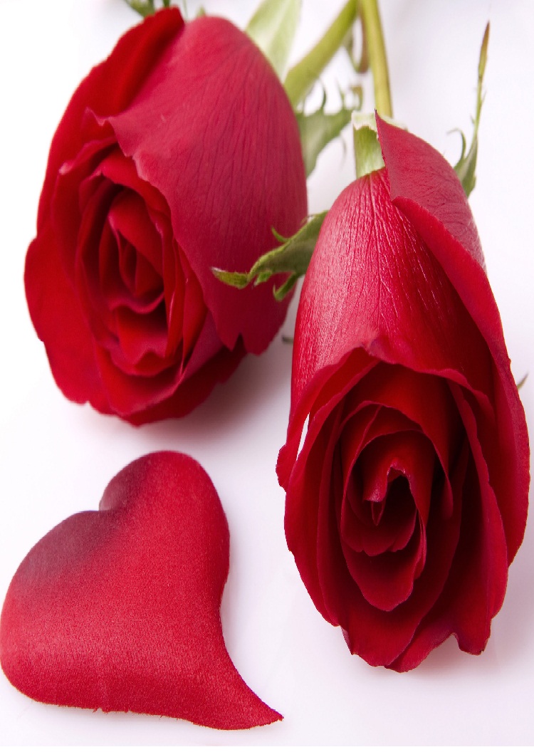 Flower Heart Touching - Heart Touching Rose Flowers - HD Wallpaper 