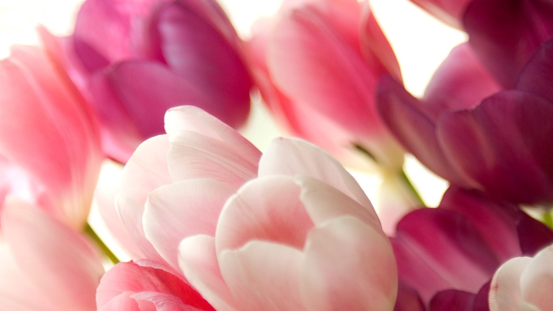 Pink Tulips Wallpapers Wallpaper 1280ã1024 Tulips - Pink Tulips Background - HD Wallpaper 