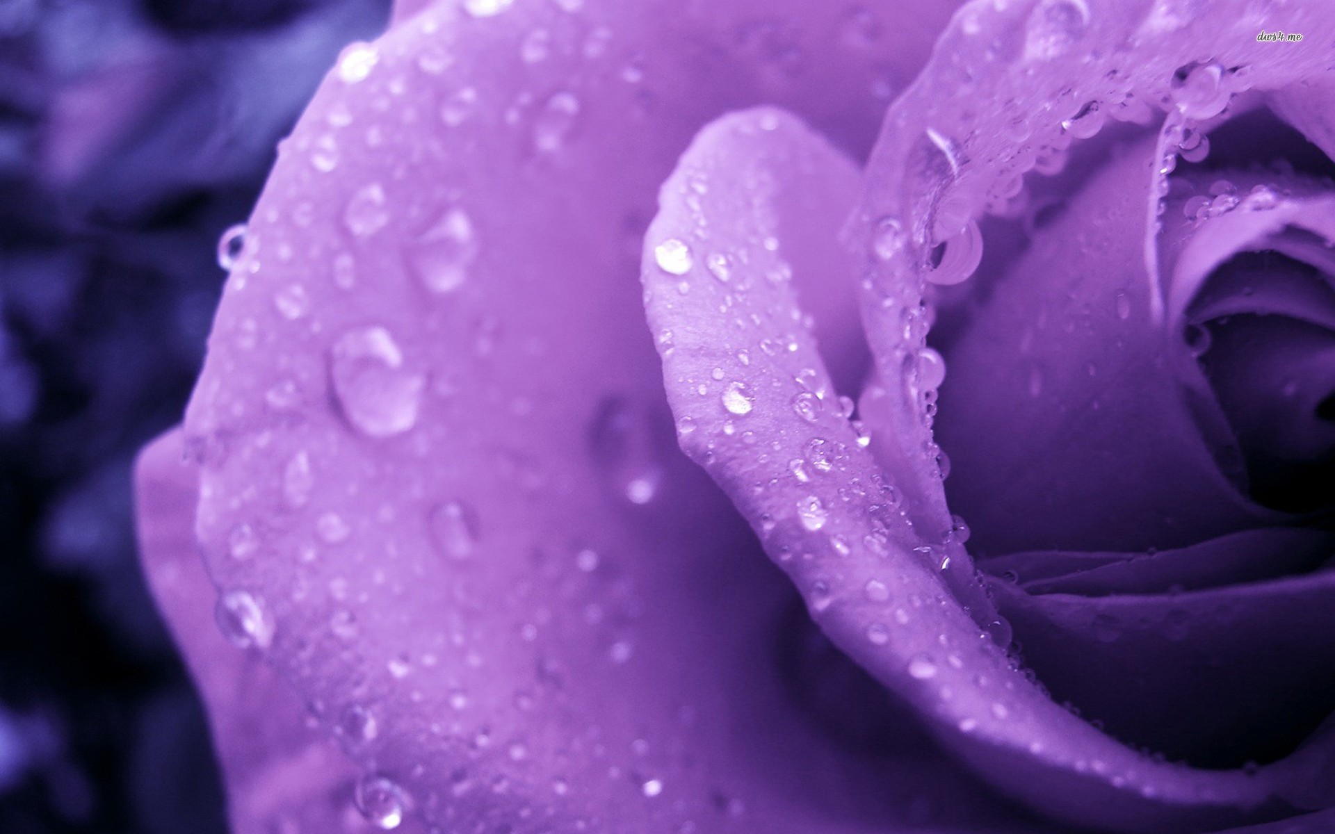 Purple Flower Pic Download - HD Wallpaper 