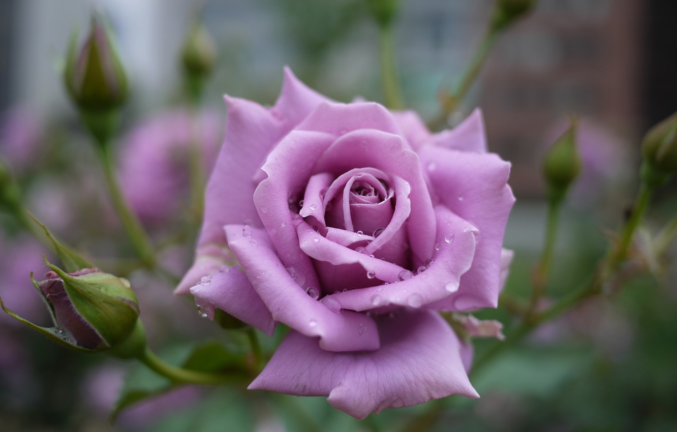 Photo Wallpaper Flower, Drops, Rose, Bud, Purple Rose - Purple Rose Up Close - HD Wallpaper 