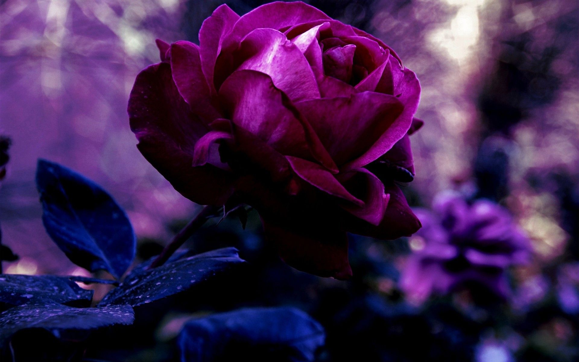 Purple And Pink Rose - HD Wallpaper 