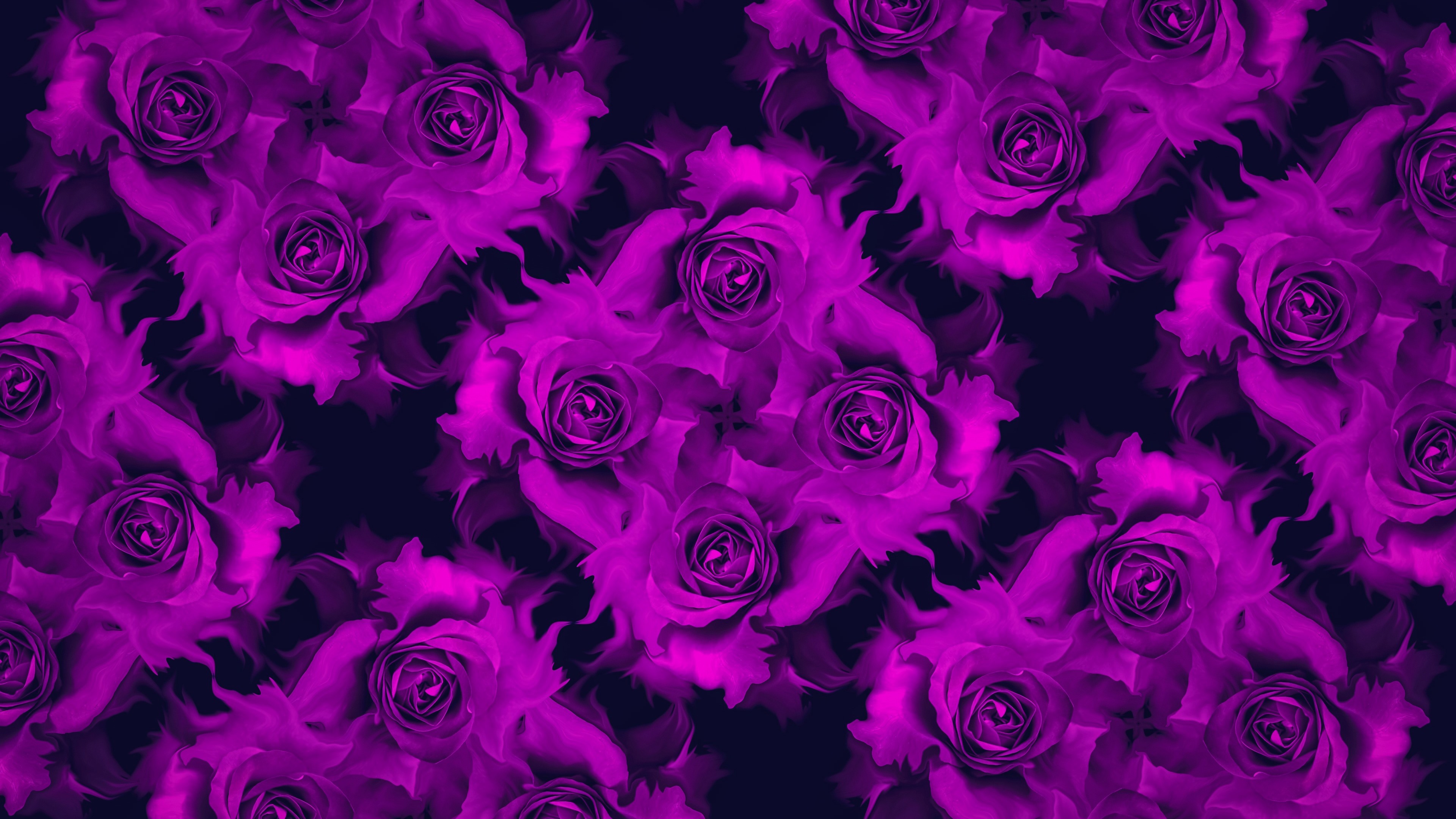 Wallpaper Purple Roses Background, Texture Background - HD Wallpaper 