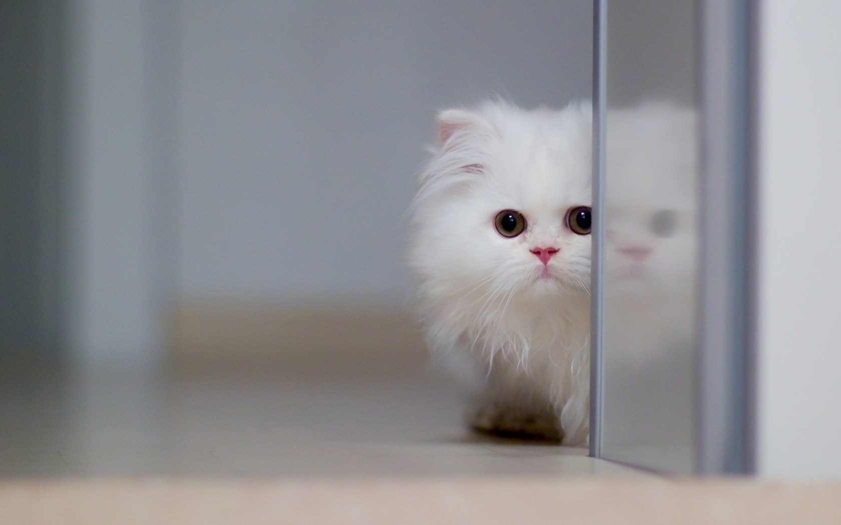 Sweet Hd Wallpapers Group - Best Wallpaper For Cat - 1680x1050 Wallpaper - Sweet Hd Wallpapers Group - Best Wallpaper For Cat - 1680x1050 Wallpaper -