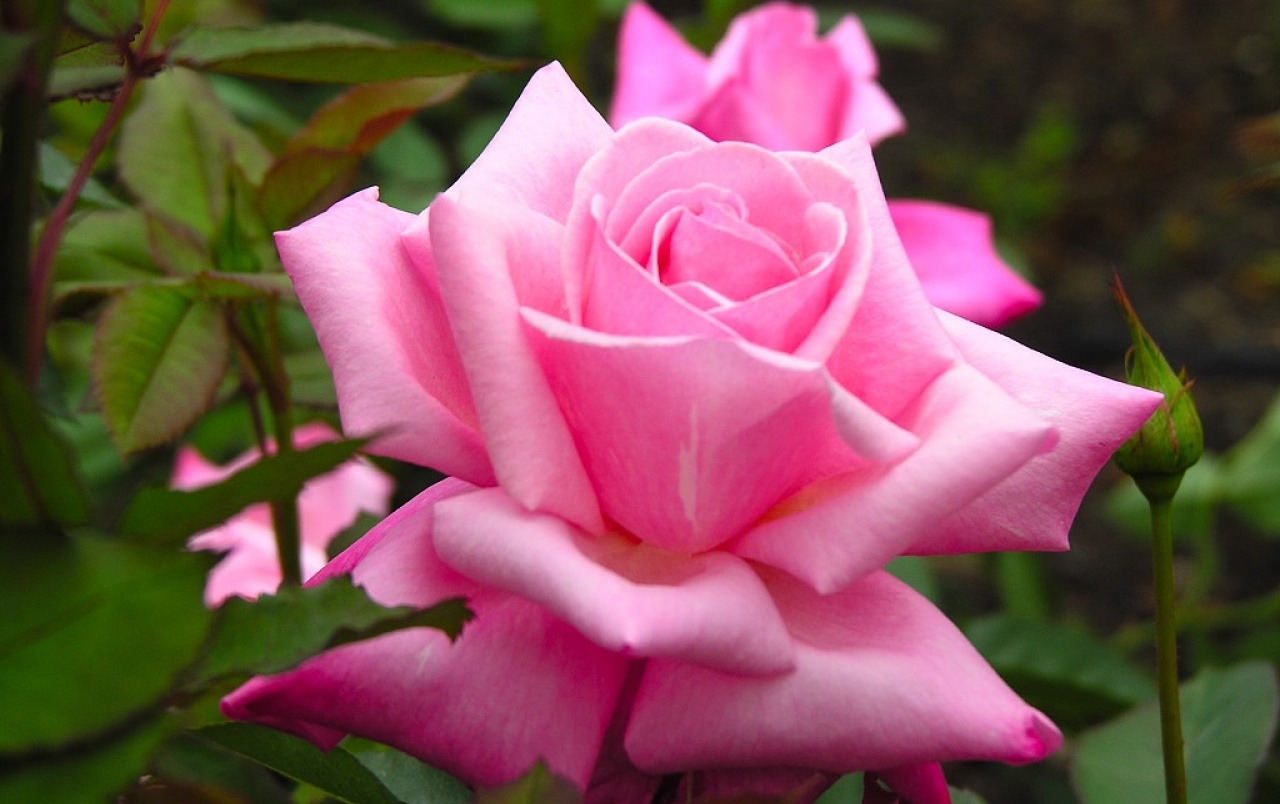 Purple Rose Wallpapers - Most Beautiful Pink Roses - HD Wallpaper 