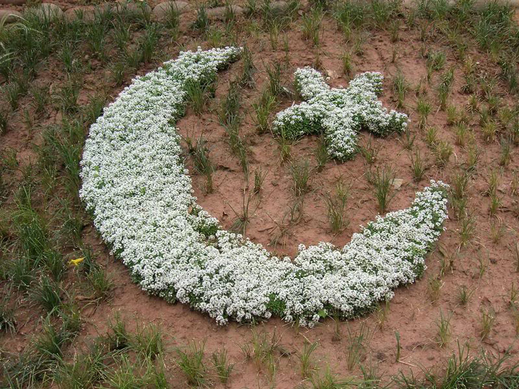 Dp For 14 August - HD Wallpaper 