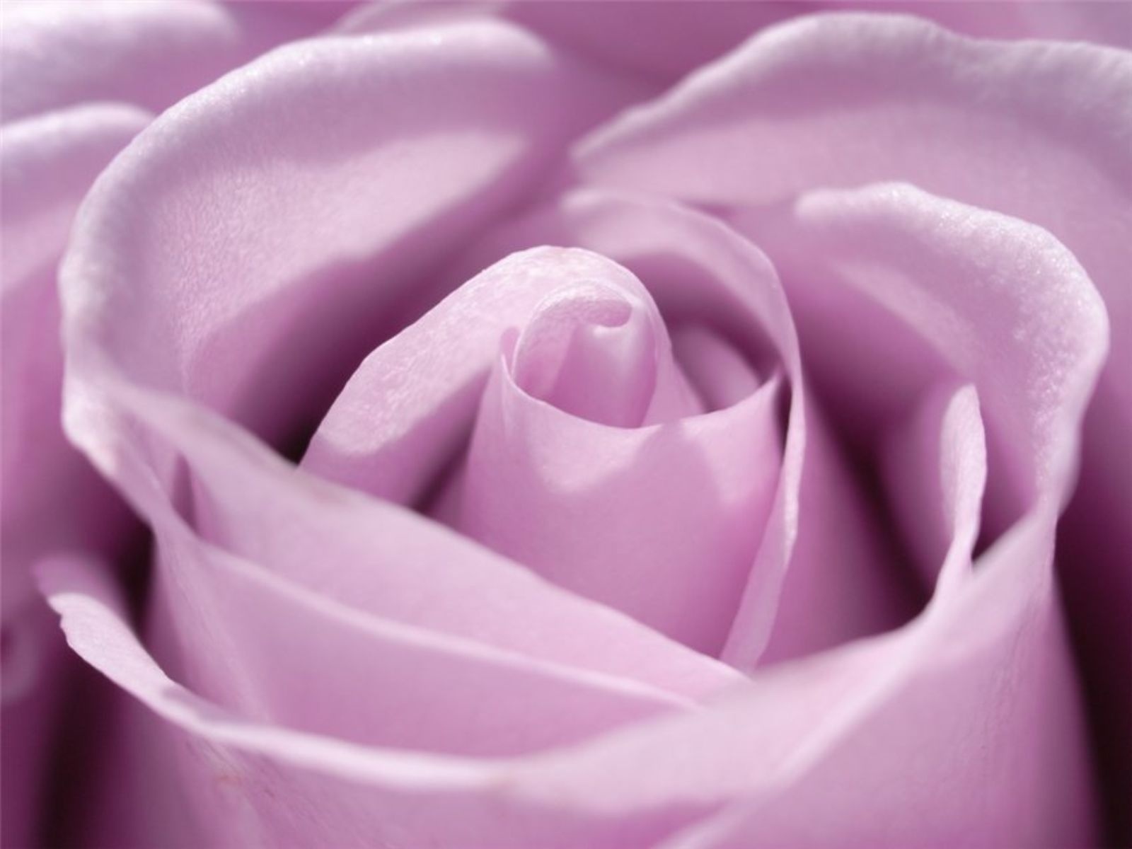 Purple Rose - Rose Light Purple Backgrounds - HD Wallpaper 