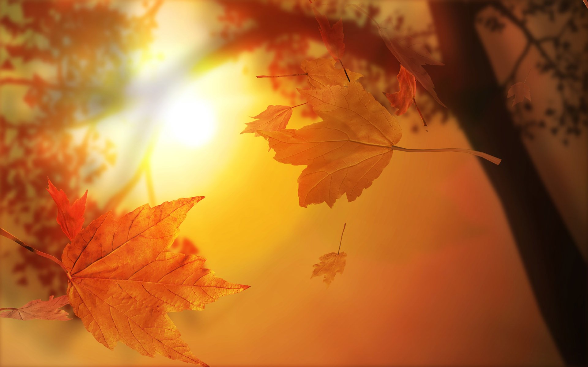Autumn Leaves - HD Wallpaper 