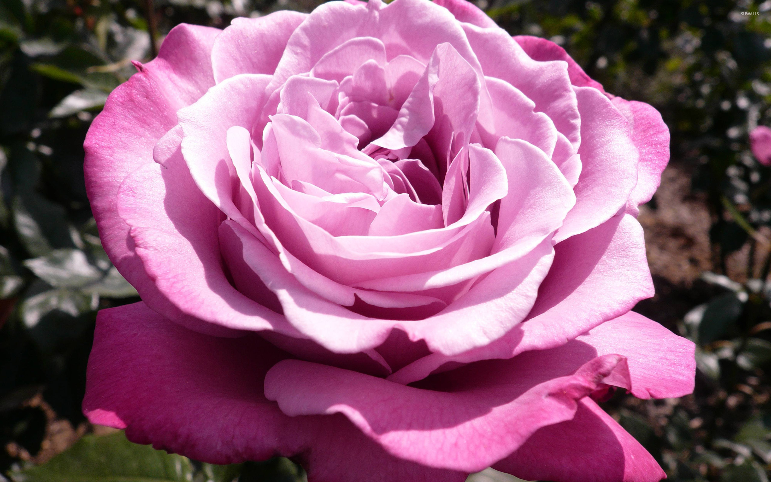 Hybrid Tea Rose - HD Wallpaper 