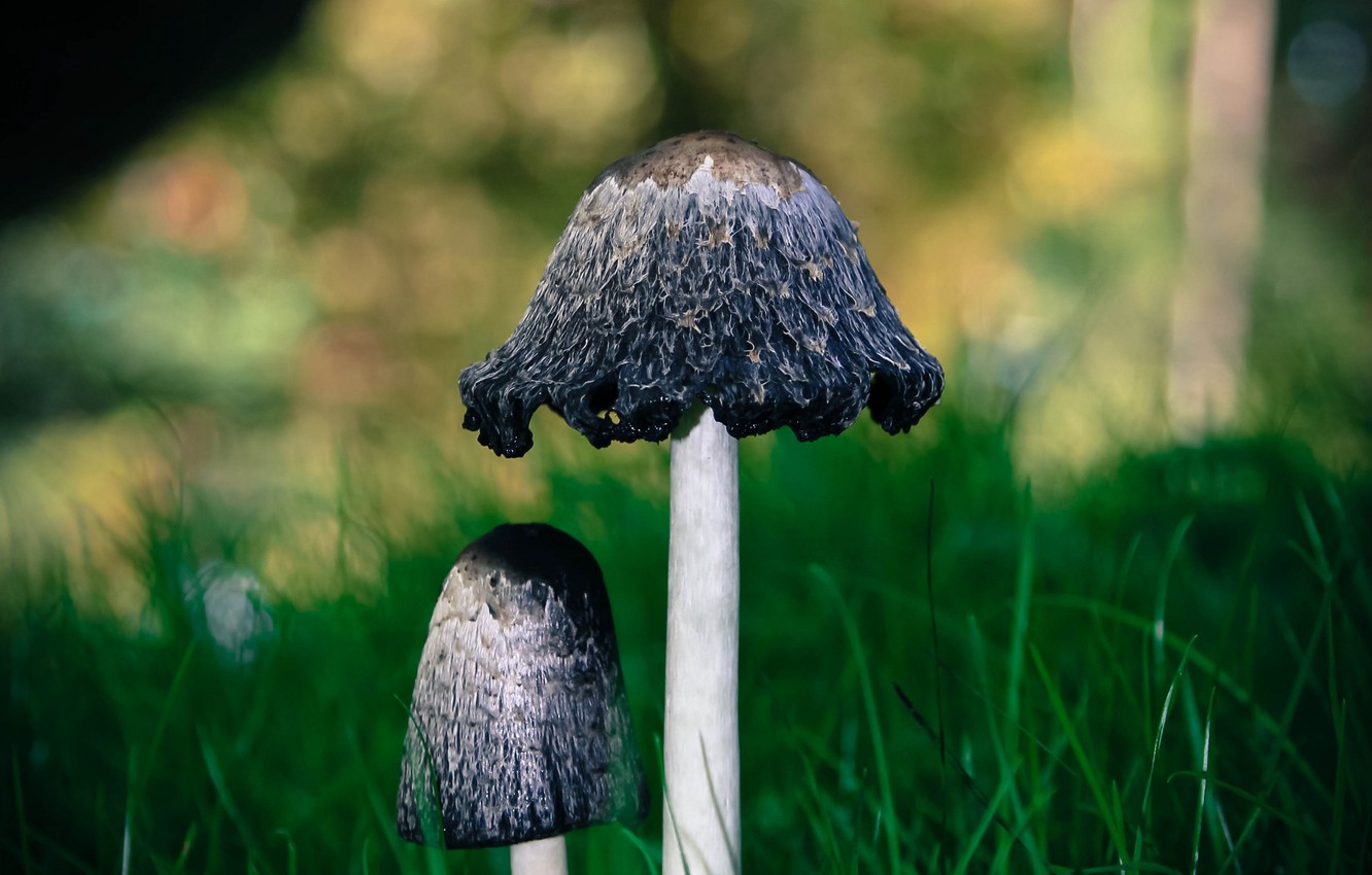 Photo Wallpaper Grass, Close-up, Nature, Macro, Blur, - Agaricaceae - HD Wallpaper 