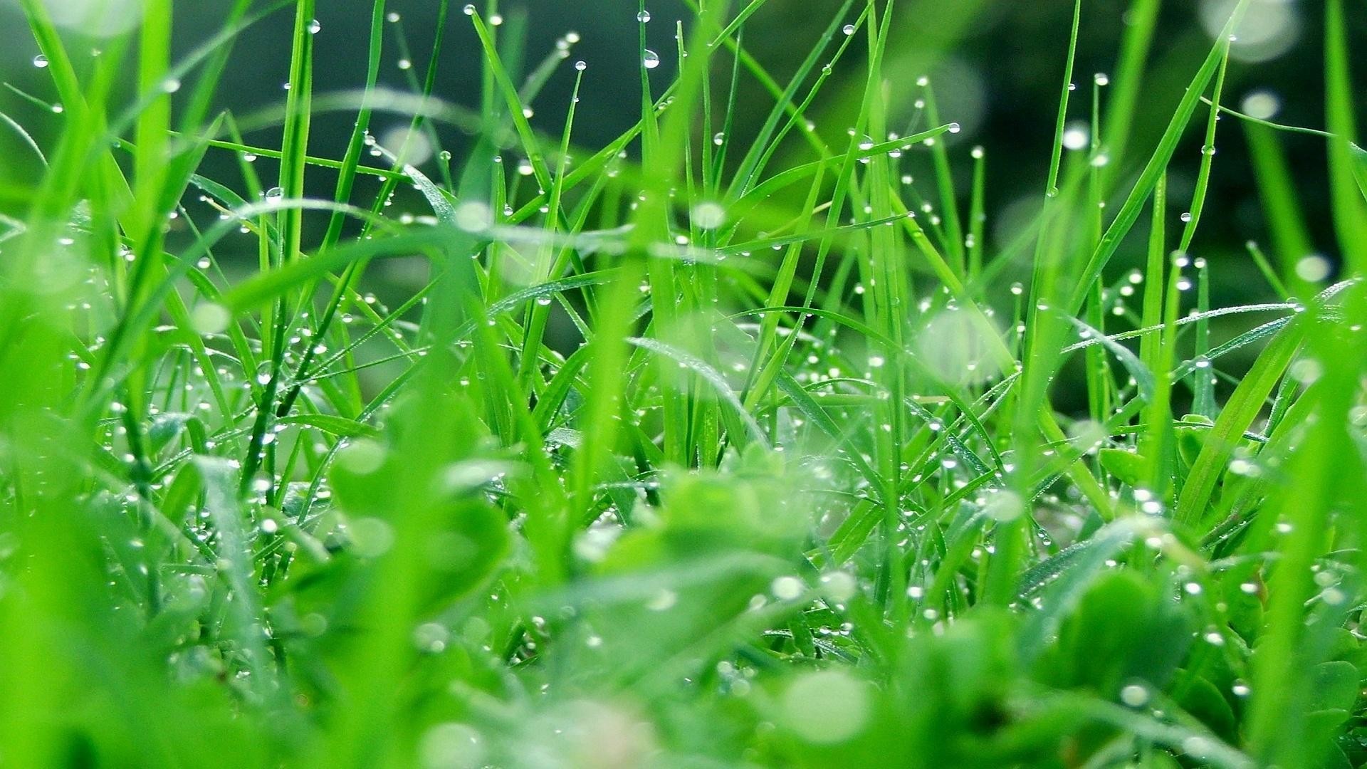 Featured image of post Green Grass Wallpaper Hd 1080P You can also upload and share your favorite green grass wallpapers