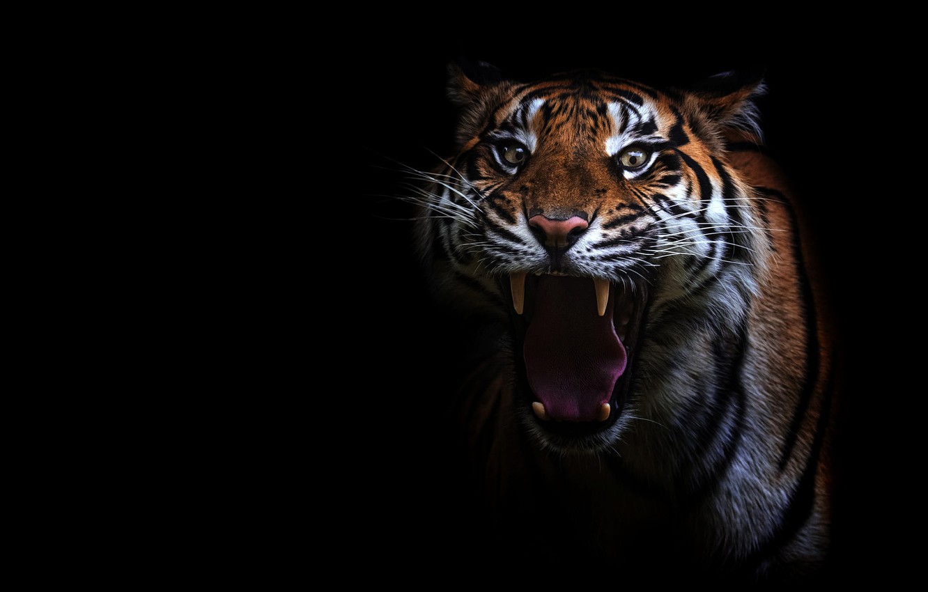 Photo Wallpaper Language, Eyes, Look, Face, Tiger, - Tiger Eyes Wallpaper Hd - HD Wallpaper 