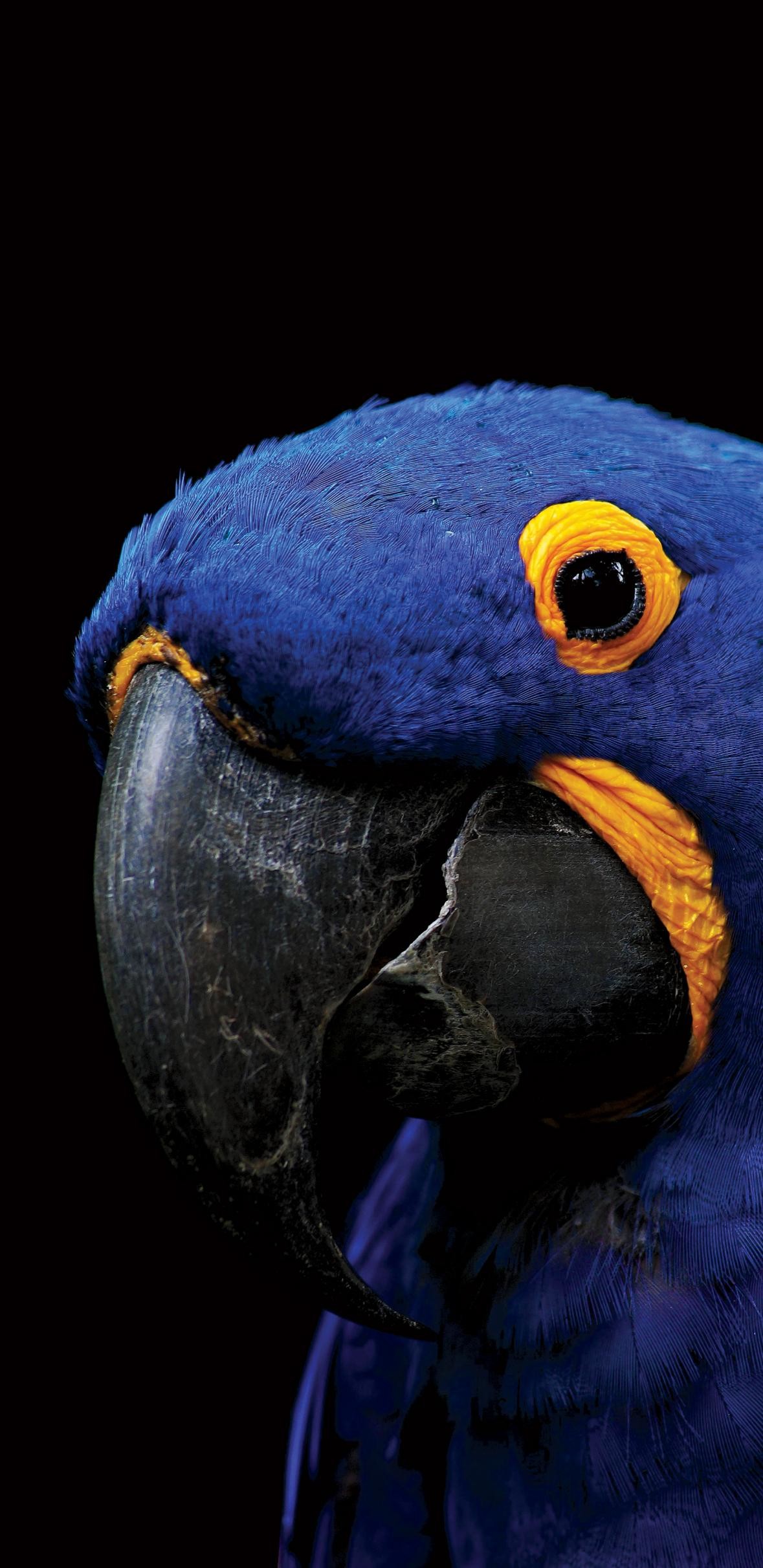 Animal Amoled Wallpapers Data Src Beautiful Amoled - Best Wallpaper S10 - 1179x2424 Wallpaper Animal Amoled Wallpapers Data Src Beautiful Amoled - Best Wallpaper S10 - 1179x2424 Wallpaper