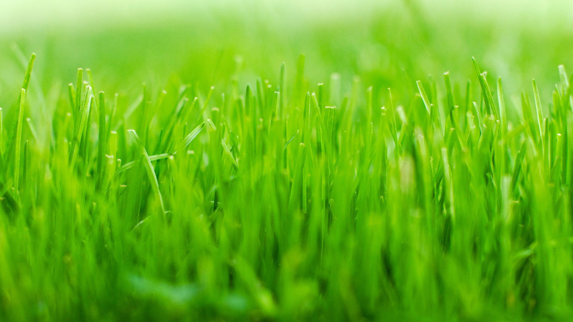 Green Grass Wallpapers Hd - Green Grass Hd - HD Wallpaper 