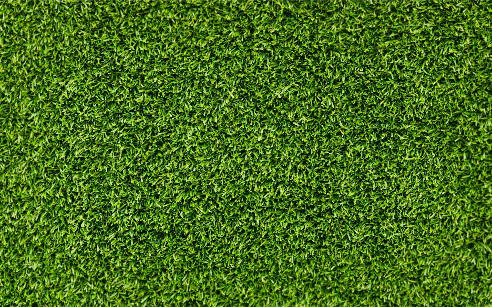 1920x1200, Grass Background 
 Data Id 231438 
 Data - Grass In Plan Png - HD Wallpaper 