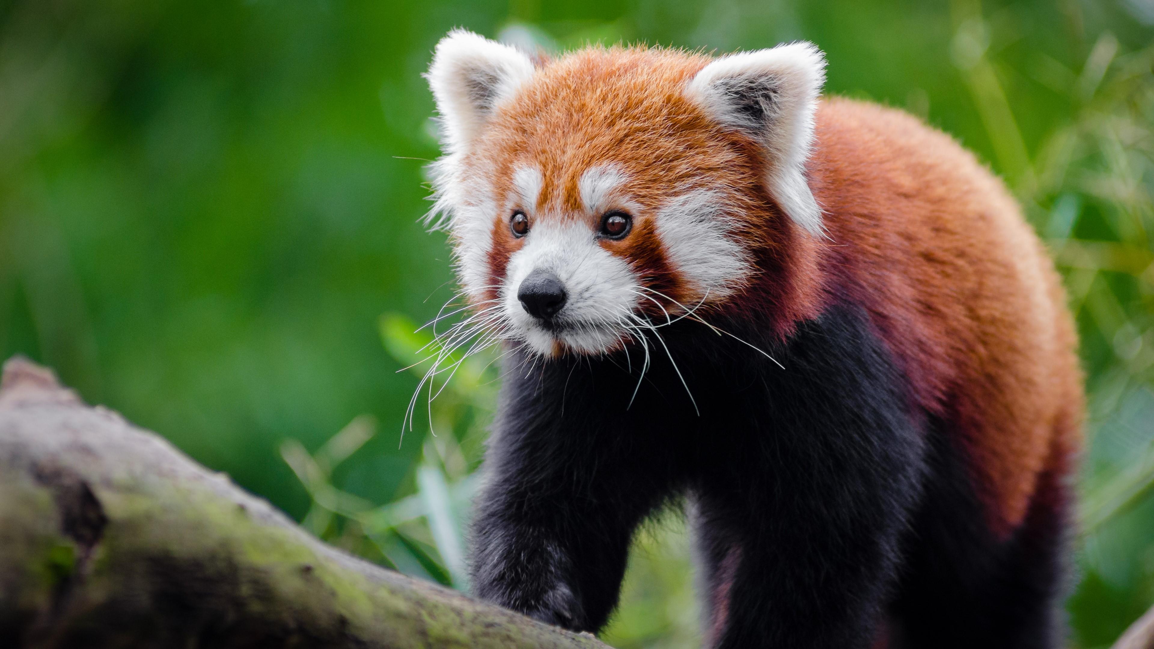 Red Panda Wallpaper - Red Panda - HD Wallpaper 