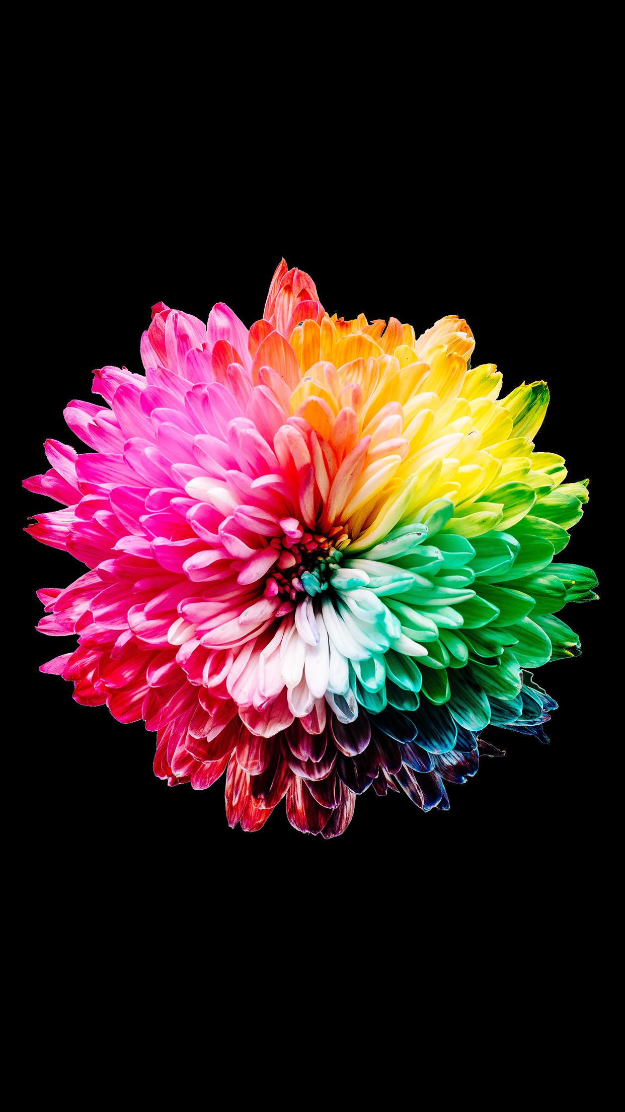Amoled Background Hd Wallpaper 017 - Colour Wheel From Nature - 1242x2208 Wallpaper Amoled Background Hd Wallpaper 017 - Colour Wheel From Nature - 1242x2208 Wallpaper