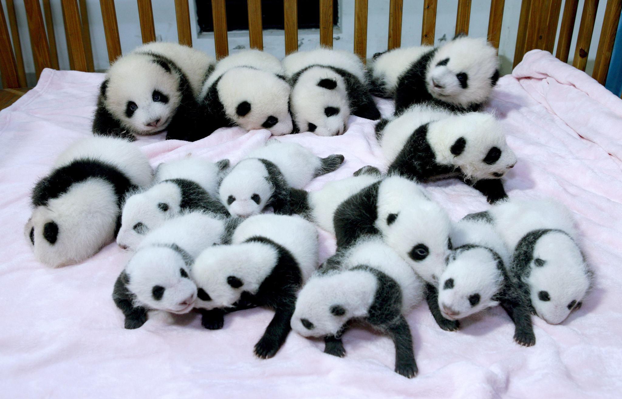 Free Download Cute Panda Wallpapers Tumblr - Cute Baby Pandas - 2048x1314  Wallpaper 