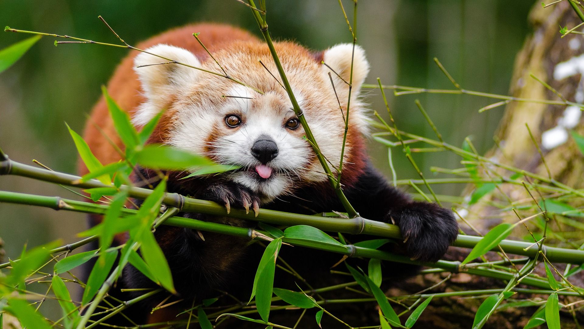 Little Red Panda Wallpaper - Bamboo Forest Red Panda - HD Wallpaper 