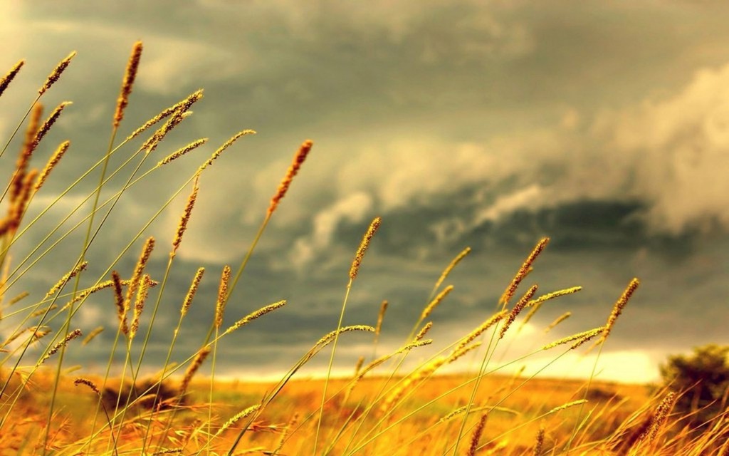 Yellow Grass Wallpaper Hd - HD Wallpaper 