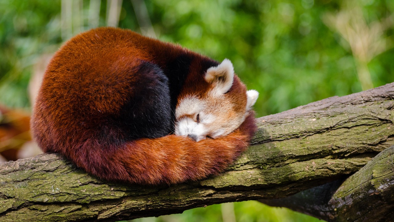 Cute Red Panda Sleeping - HD Wallpaper 