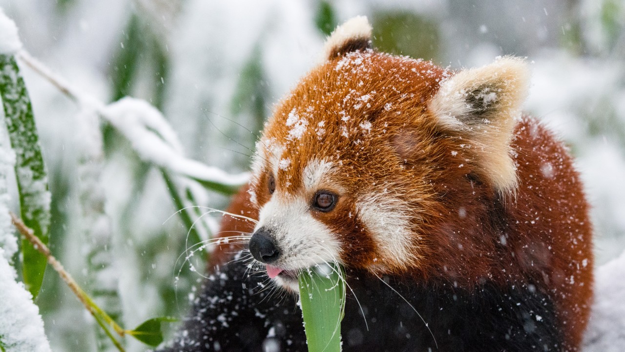 Panda Red Panda Snow Walk Wallpapers - Red Panda Phone Background - HD Wallpaper 