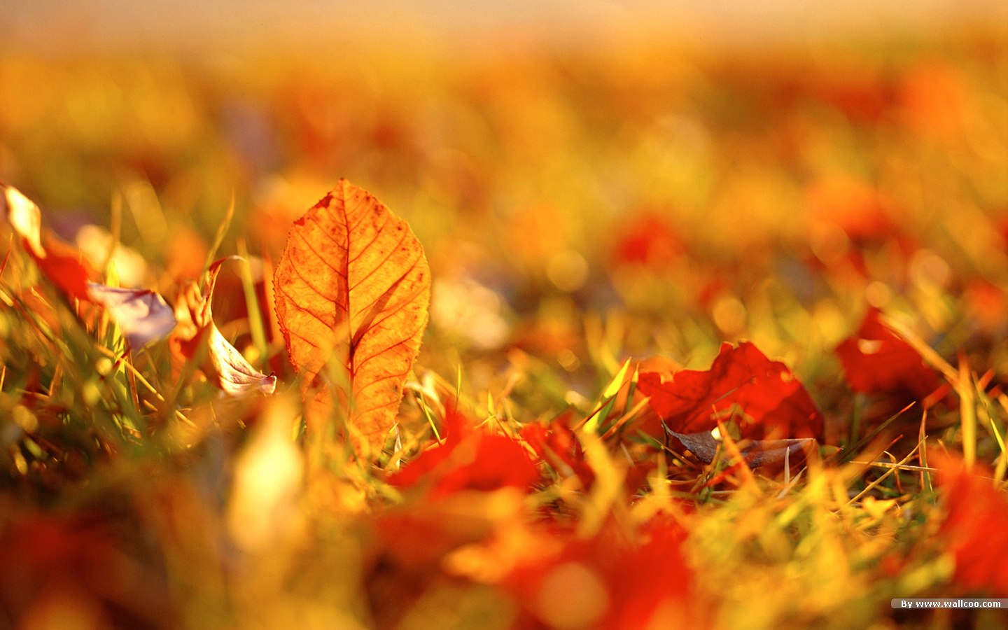 Hd Fall Desktop Wallpaper Widescreen - HD Wallpaper 