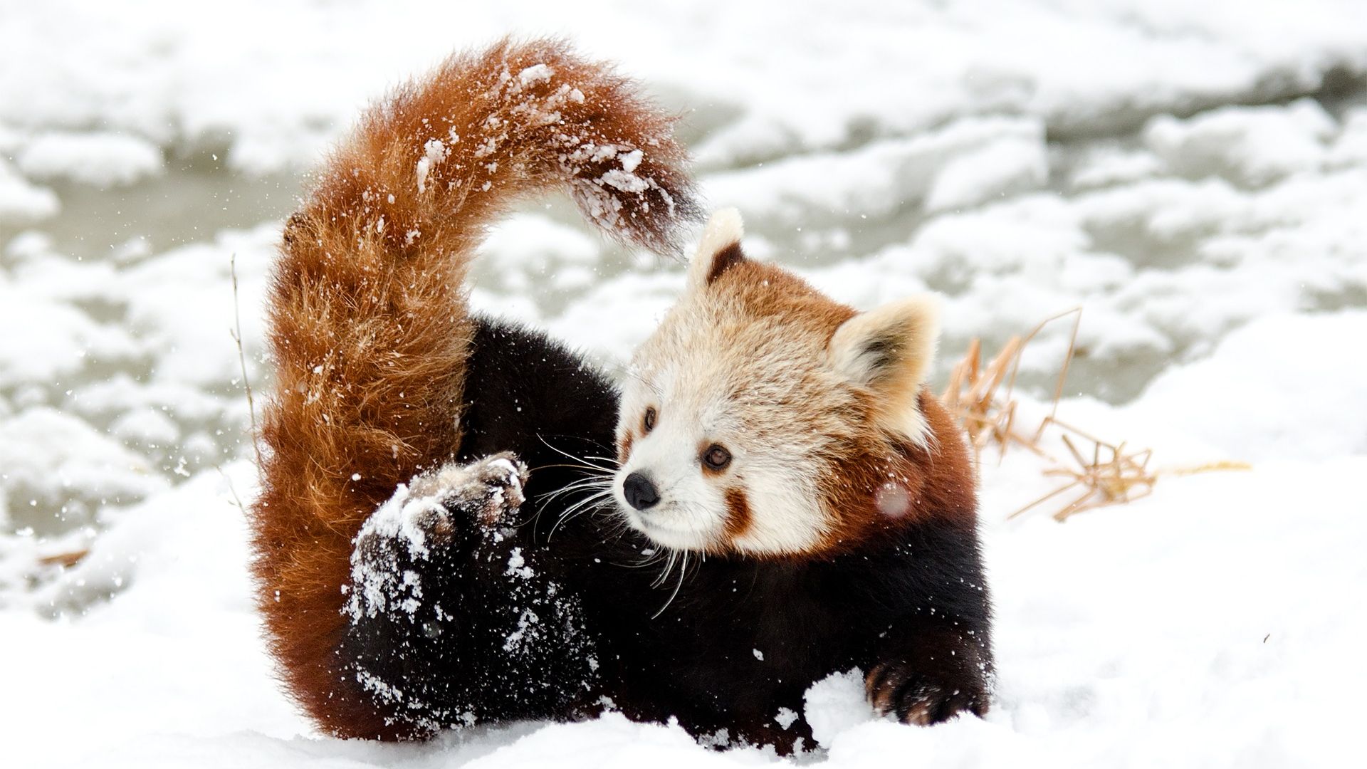 Chinese Little Red Panda Playing In Snow - Red Panda Snow - HD Wallpaper 