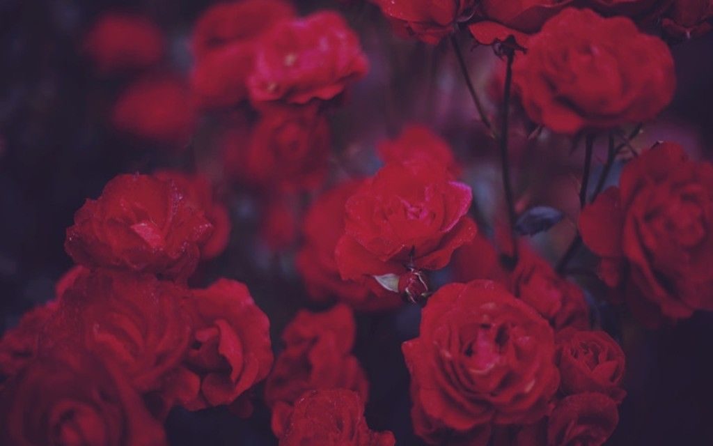 Garden Roses - HD Wallpaper 