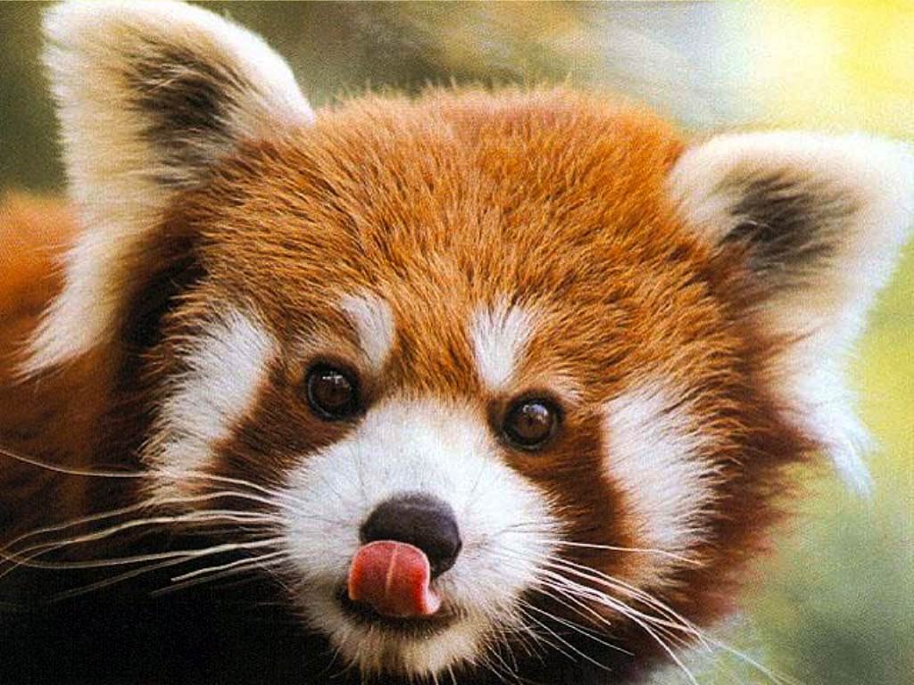 Free Red Panda Wallpaper Wallpapers Download - Animal That Look Like A Raccoon - HD Wallpaper 