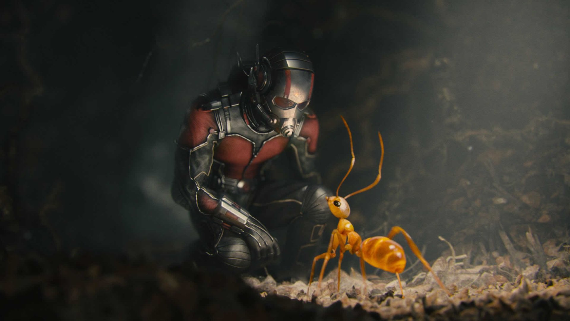 Ant Man Cute Ant - HD Wallpaper 