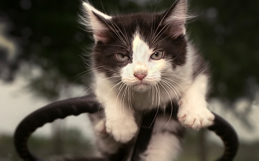 Cat On Steering Wheel - HD Wallpaper 