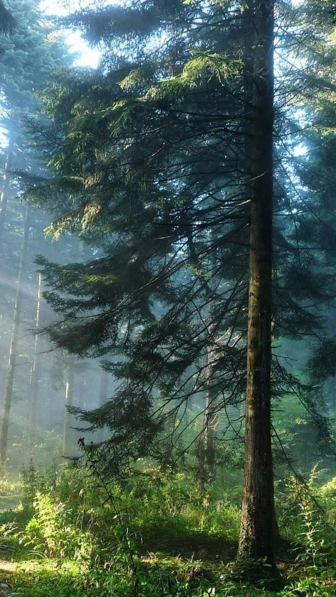 Beautiful Forest - HD Wallpaper 