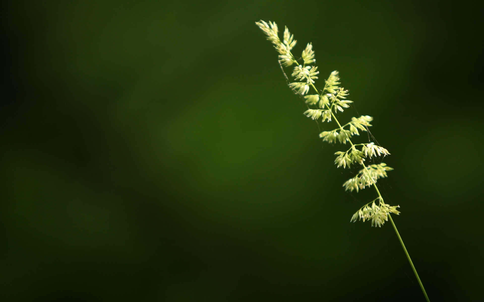 Grass Wallpaper - 1920x1200 Wallpaper Grass Wallpaper - 1920x1200 Wallpaper