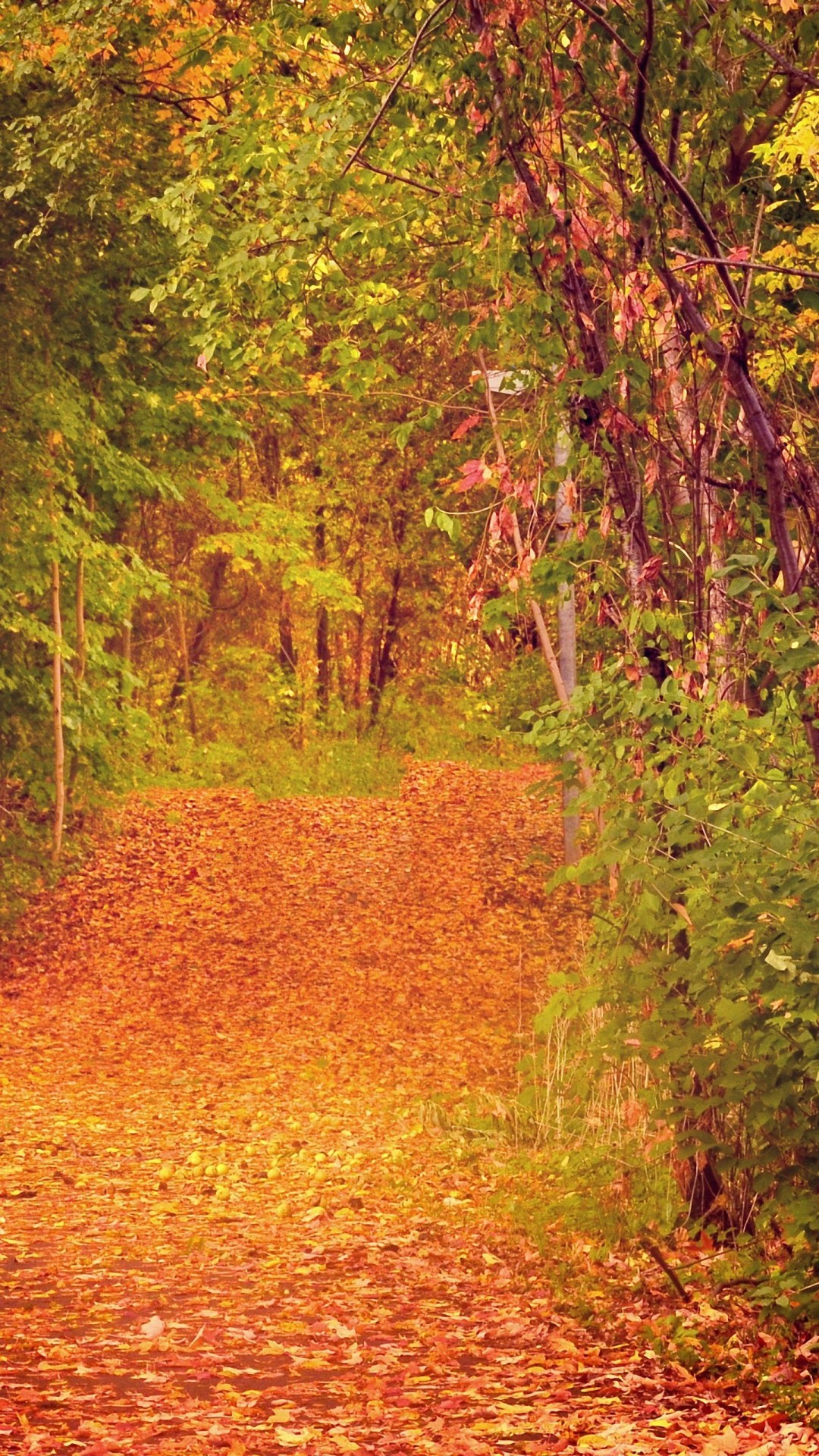 Autumn 1440 X 2560 - HD Wallpaper 