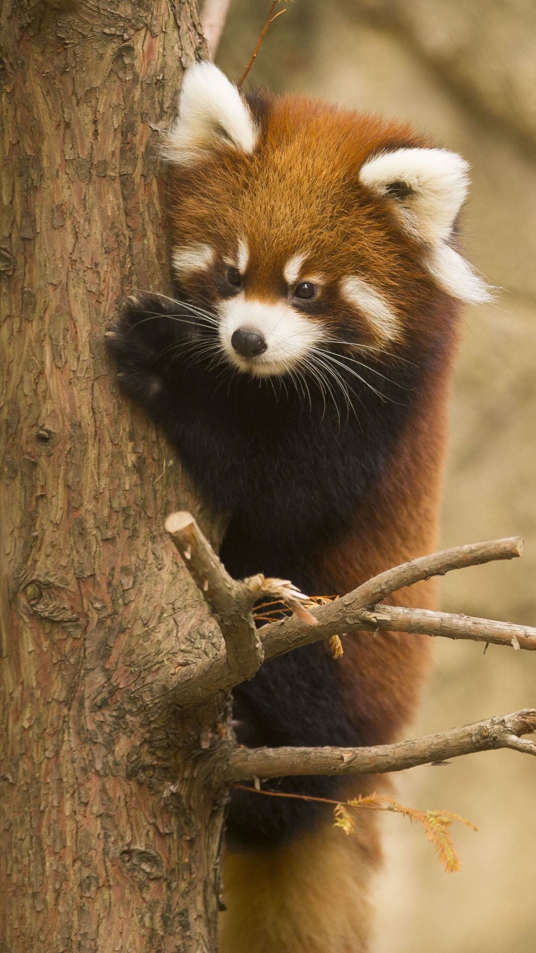 Red Panda Wallpaper Phone - HD Wallpaper 