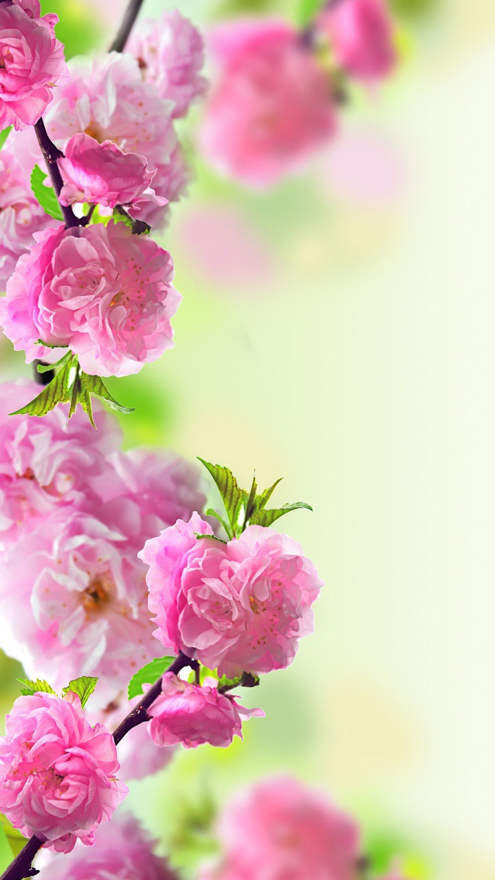 Spring - Mother's Day Church Bulletin - HD Wallpaper 