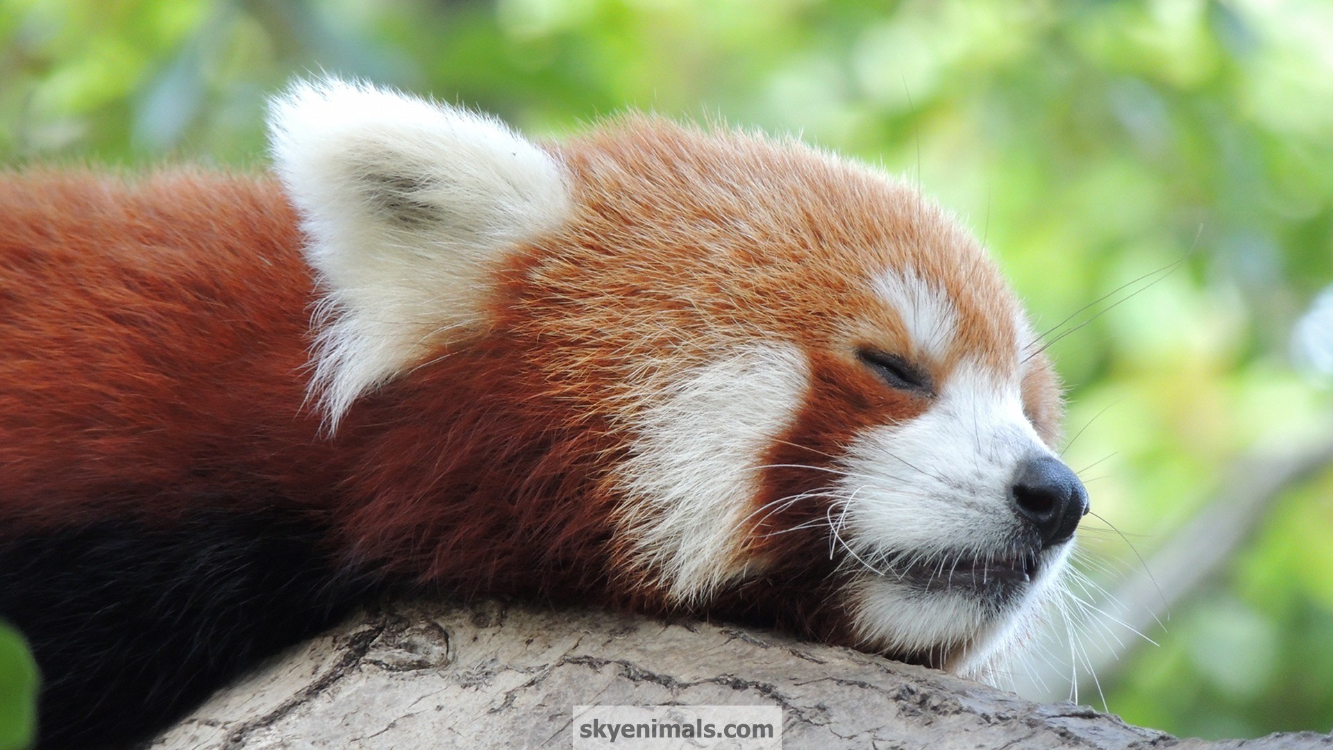 Free Red Panda Wallpaper Images 
 Data-src - Sleeping Cute Red Panda - HD Wallpaper 