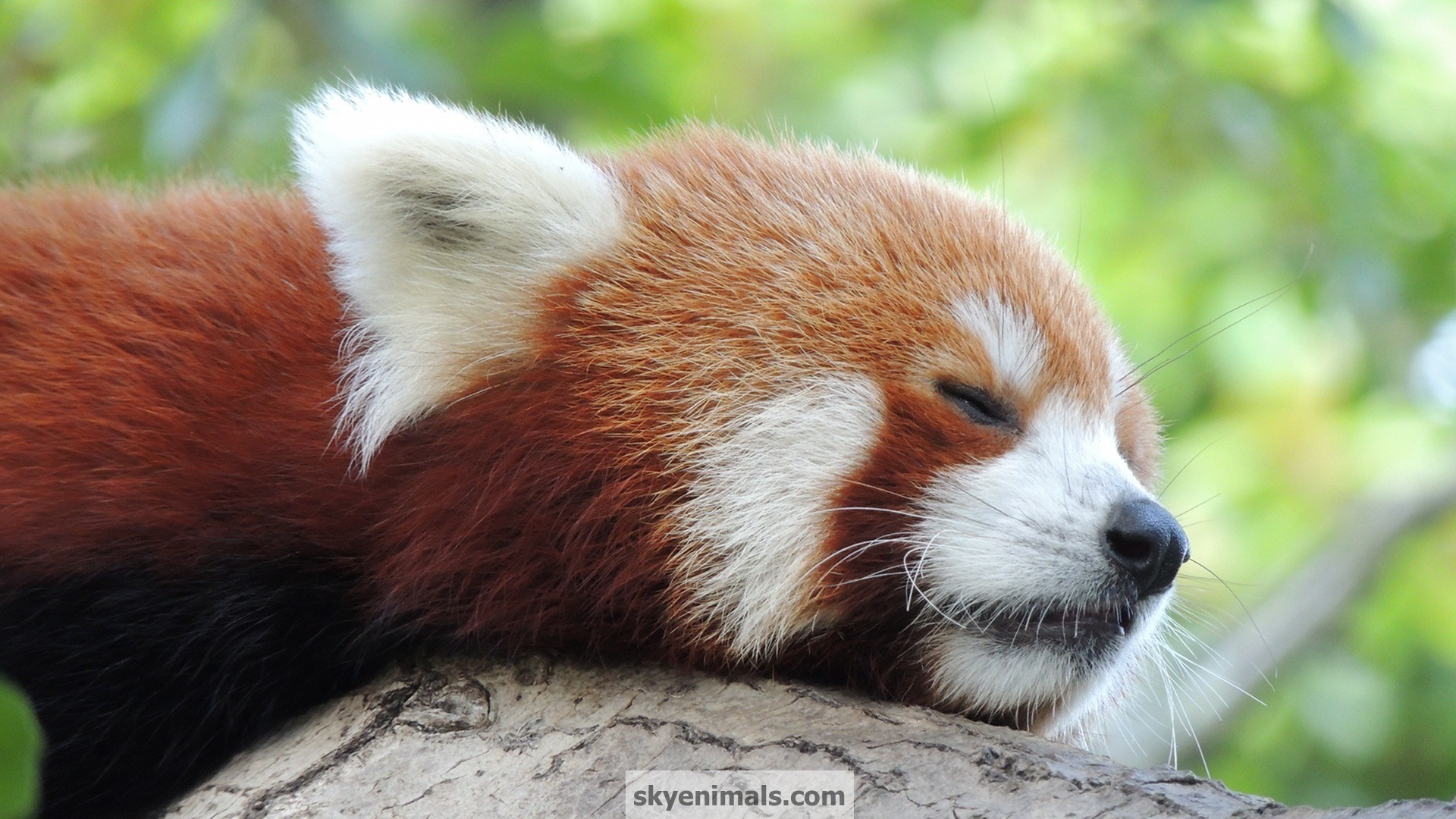 Free Red Panda Wallpaper Images Data Src Sleeping Cute Red Panda 19x1080 Wallpaper Teahub Io