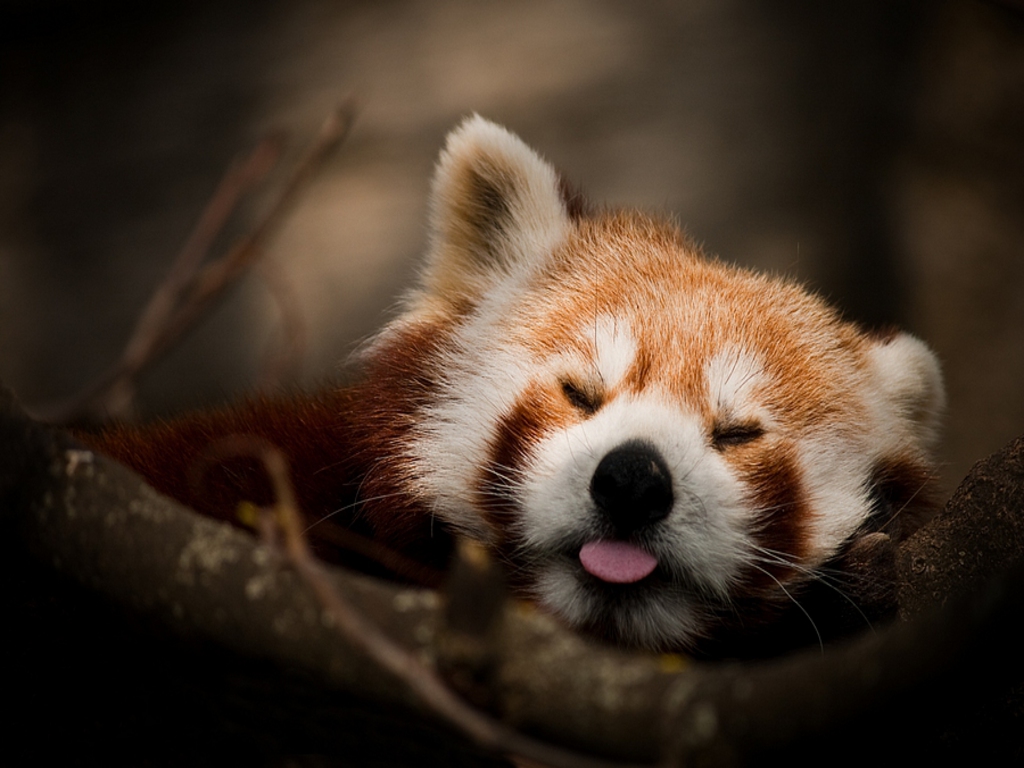Red Panda Wallpapers Download - HD Wallpaper 