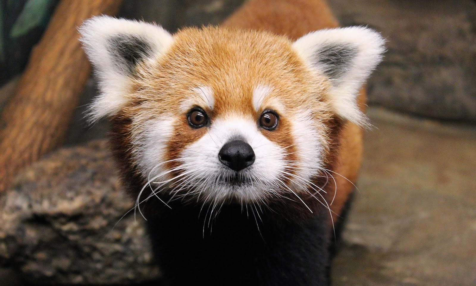 Red Panda Hd Wallpapers - Red Panda Hd - HD Wallpaper 