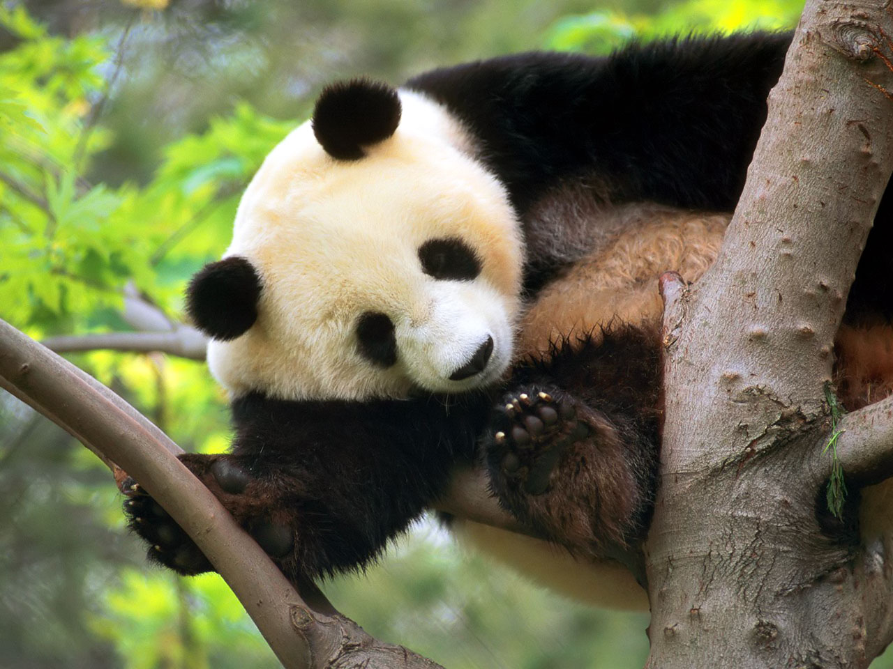 Cute Panda Wallpaper - HD Wallpaper 