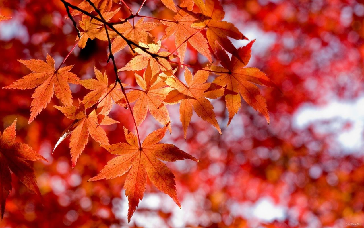 Leaves On A Tree Hd Desktop Wallpaper - Maple Leaf And Tree - HD Wallpaper 