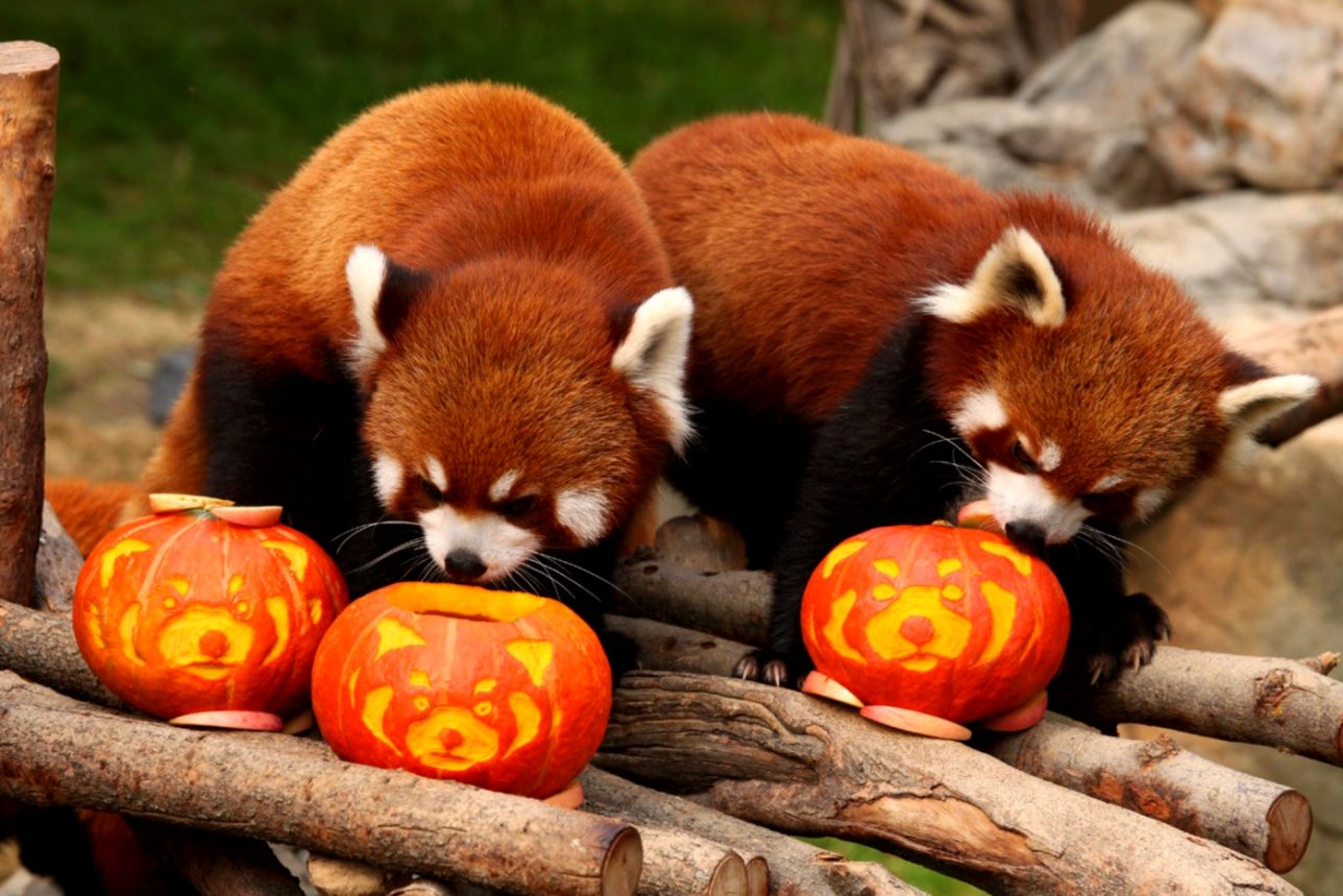 Red Panda Wallpapers Hd Download - Red Panda Ocean Park - HD Wallpaper 