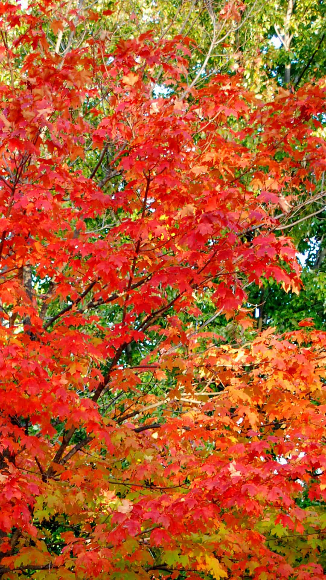 The Beginning Of The Fall Foliage - Maple Leaf - HD Wallpaper 