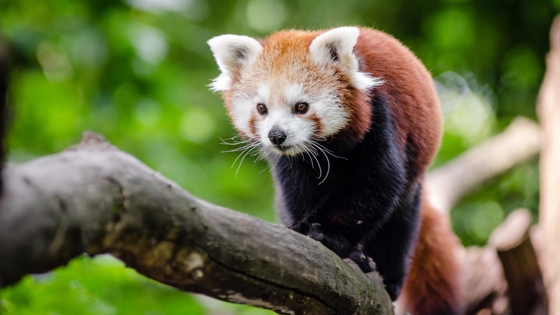 Red Panda Wallpaper - HD Wallpaper 