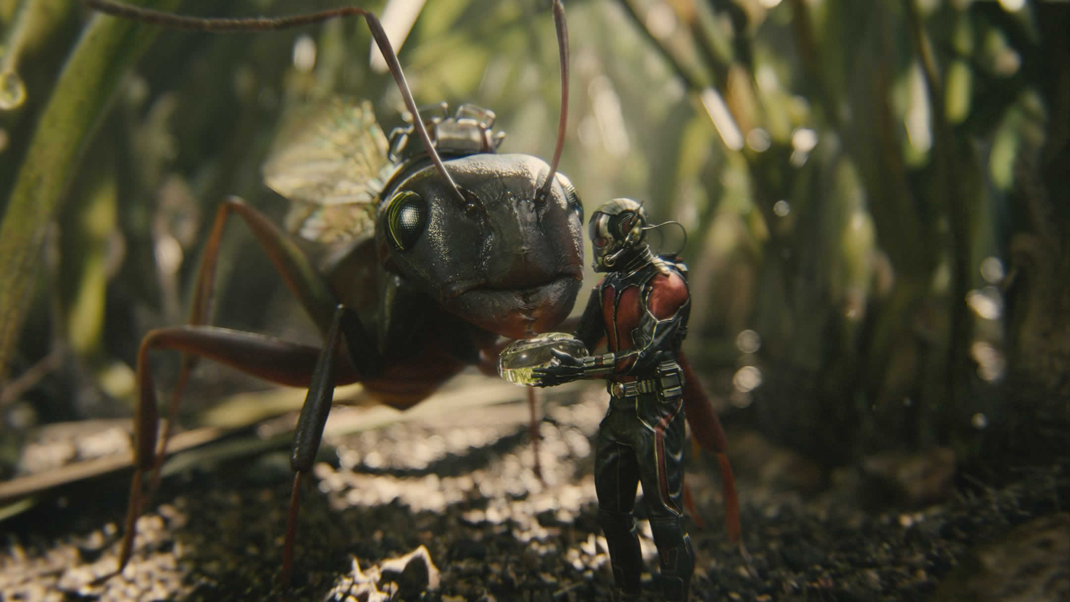 Ant Man And Ant Thony - HD Wallpaper 